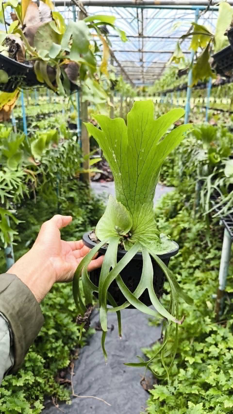 Platycerium Coronarium Shower 6in