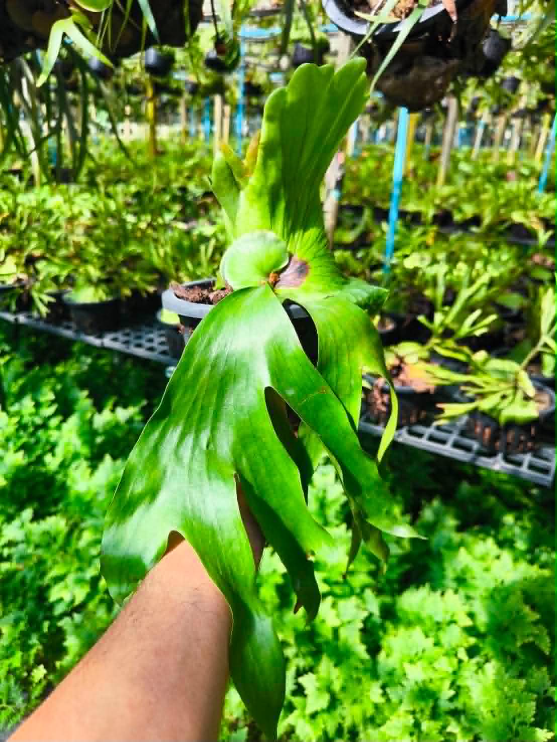 Platycerium Coronarium Kelp
