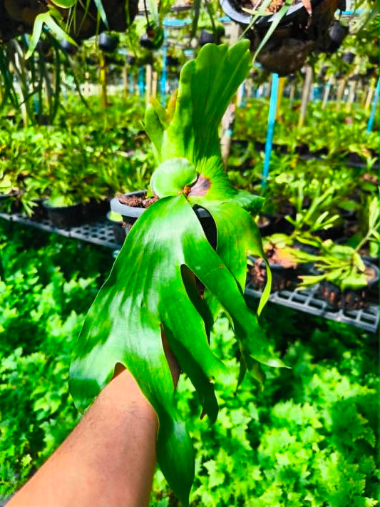 Platycerium Coronarium Kelp