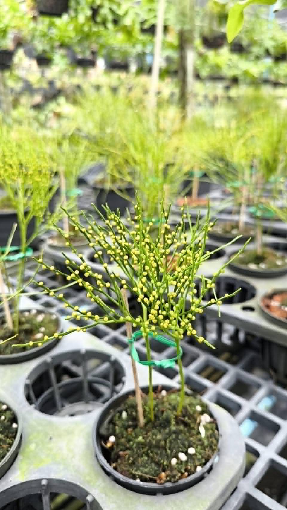 Psilotum (Philotum) 4in