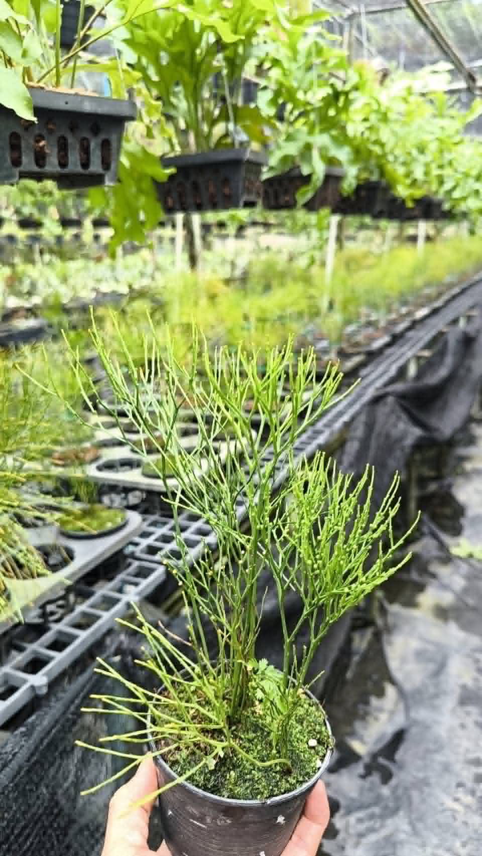 Psilotum (Philotum) 4in