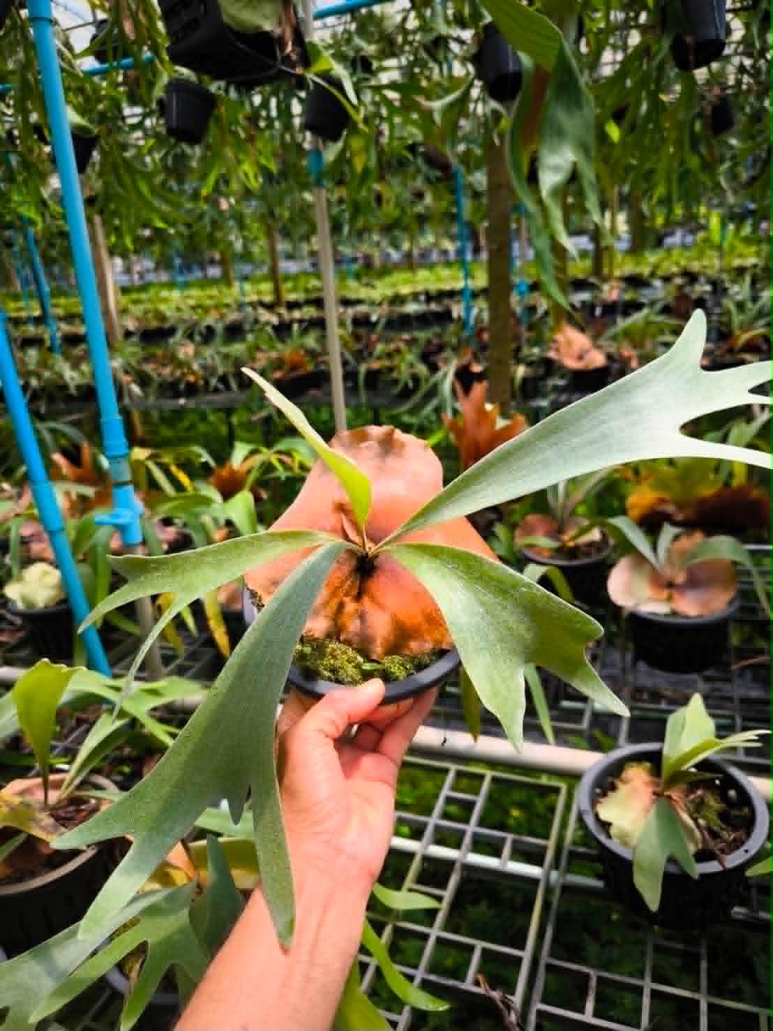 Platycerium Bifurcatum