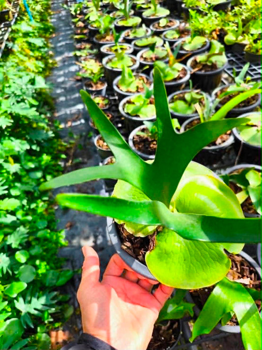 Platycerium Alcicorne