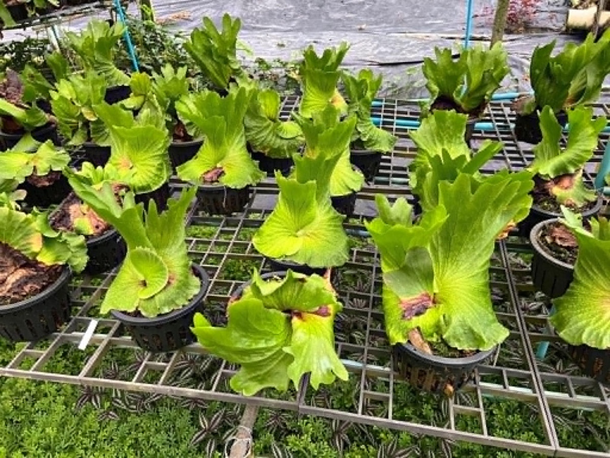 Platycerium Coronarium Surinnarium
