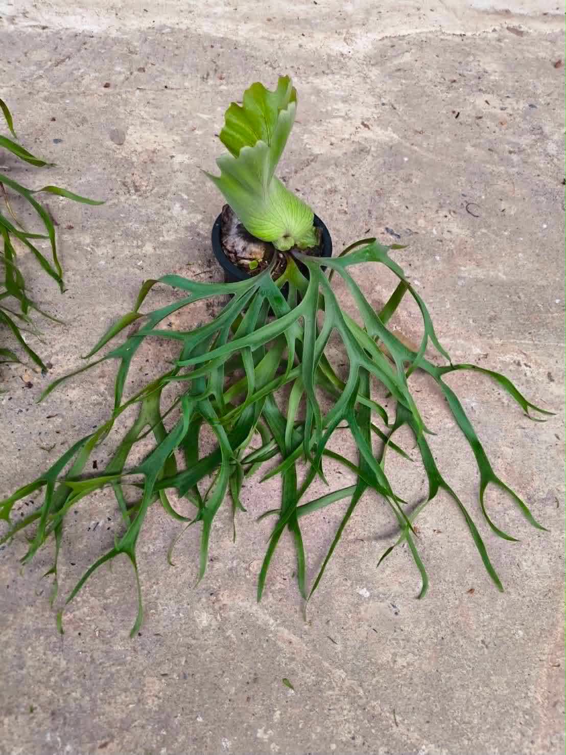 Platycerium Coronarium Philippine