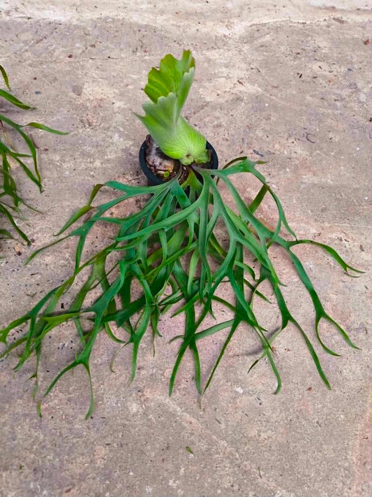 Platycerium Coronarium Philippine