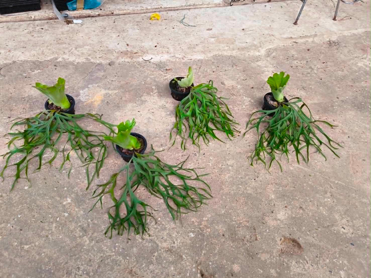 Platycerium Coronarium Philippine
