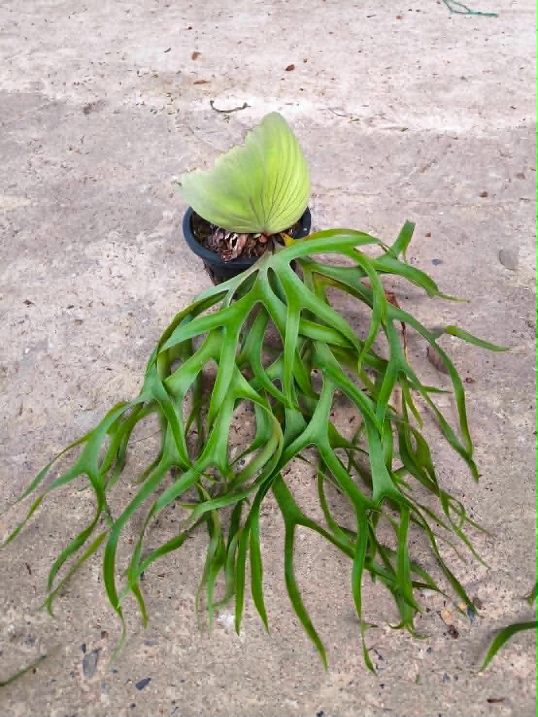 Platycerium Coronarium Philippine