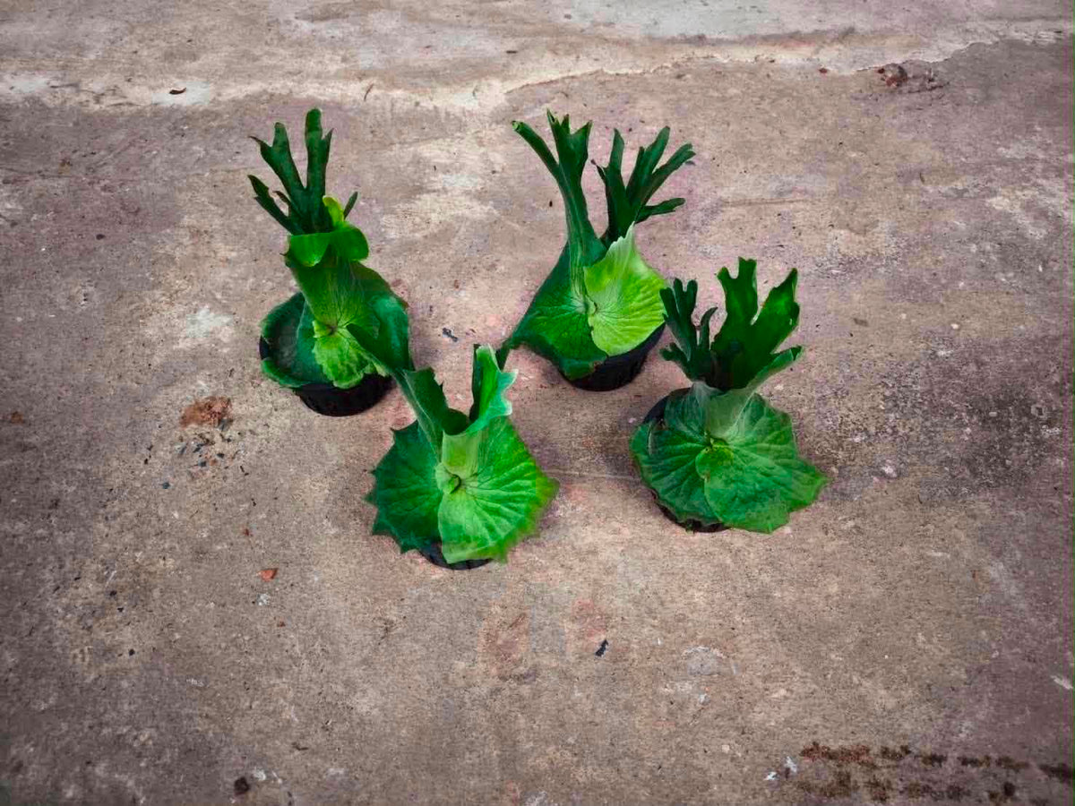 Platycerium Wandae