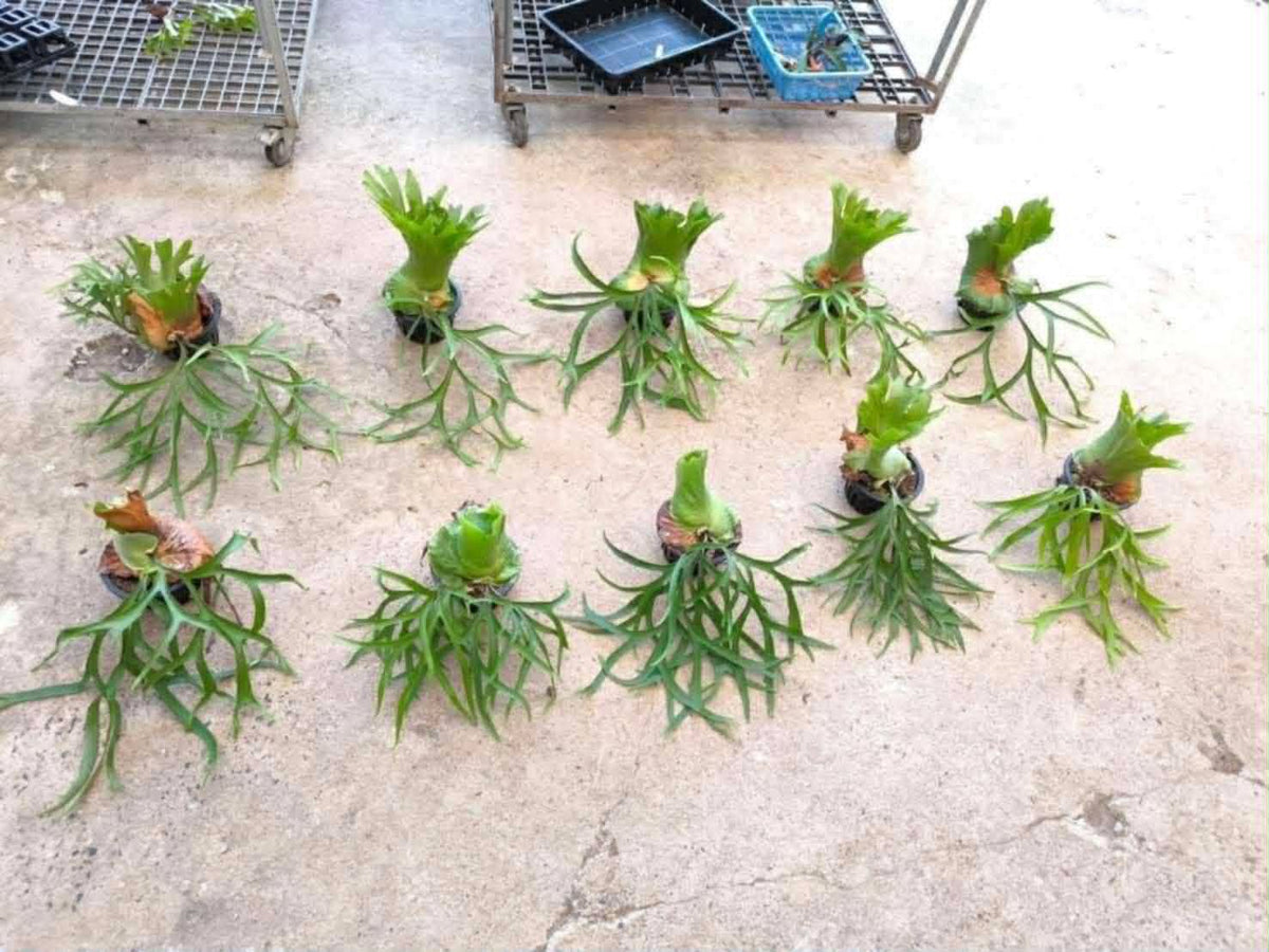 Platycerium Coronarium Thin