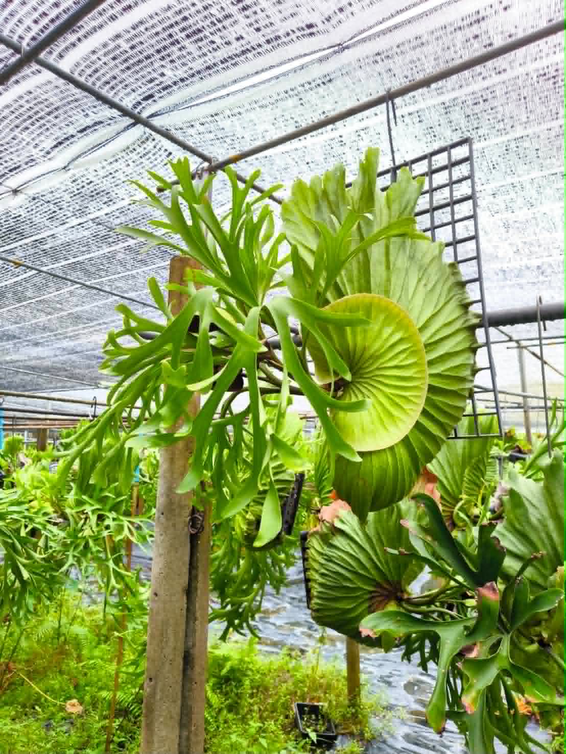 Platycerium Kitshakood x Ridleyi Big Size
