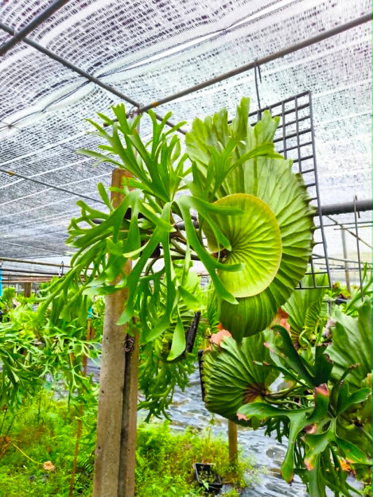 Platycerium Kitshakood x Ridleyi Big Size