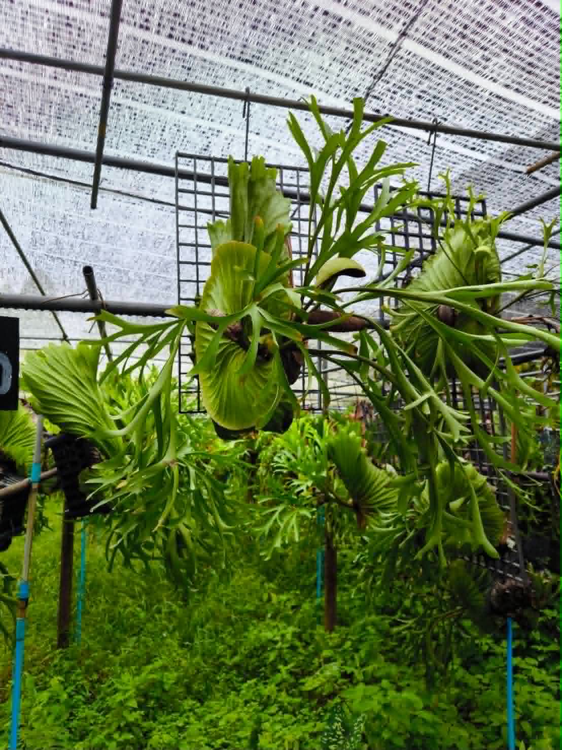 Platycerium Kitshakood x Ridleyi Big Size