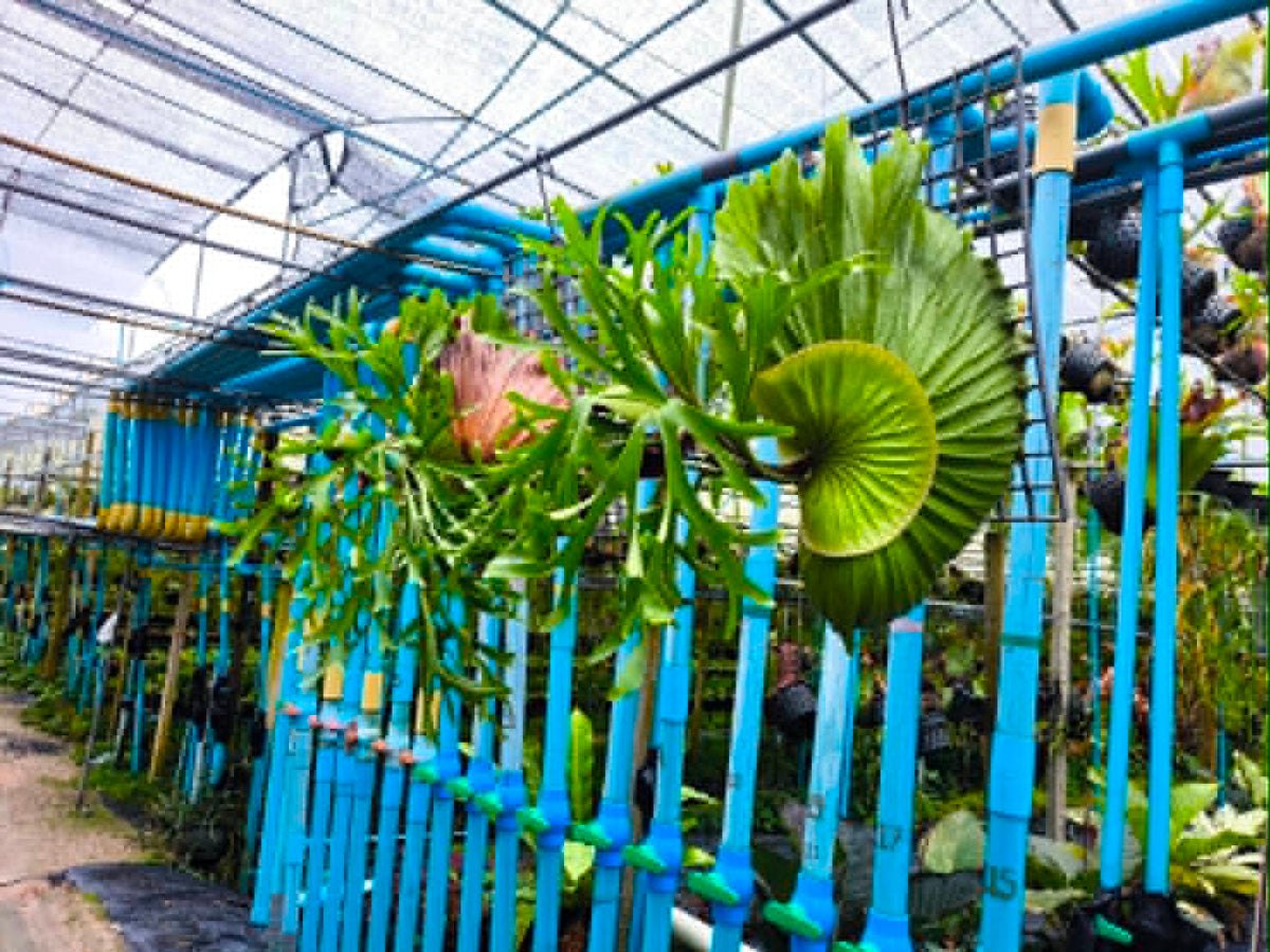 Platycerium Kitshakood x Ridleyi Big Size