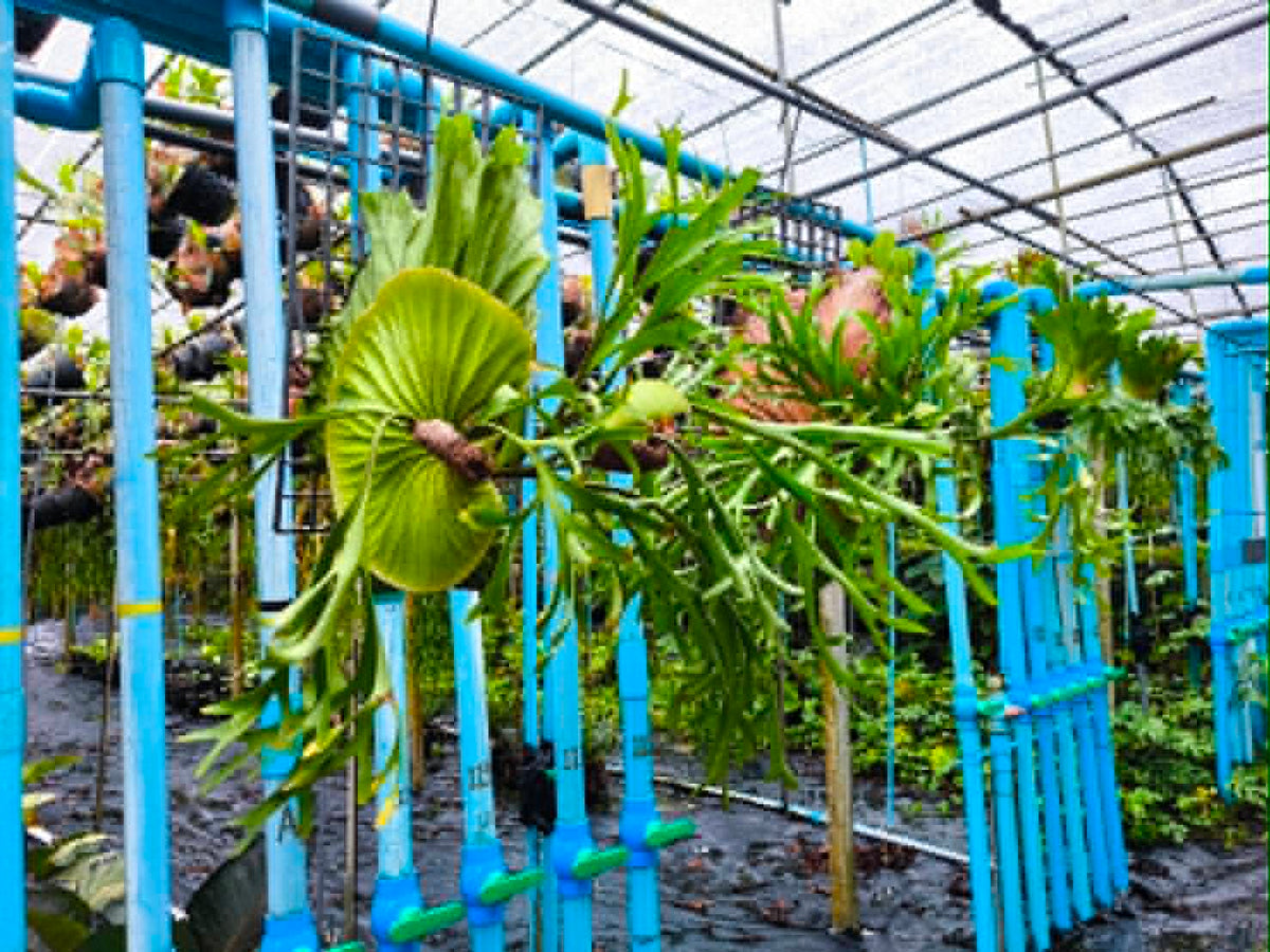 Platycerium Kitshakood x Ridleyi Big Size