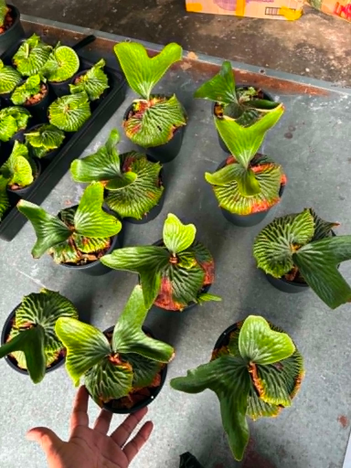 Platycerium Madagascariense