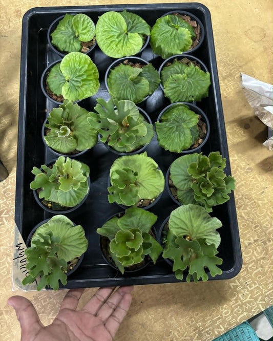 Platycerium Ridleyi Dwarf