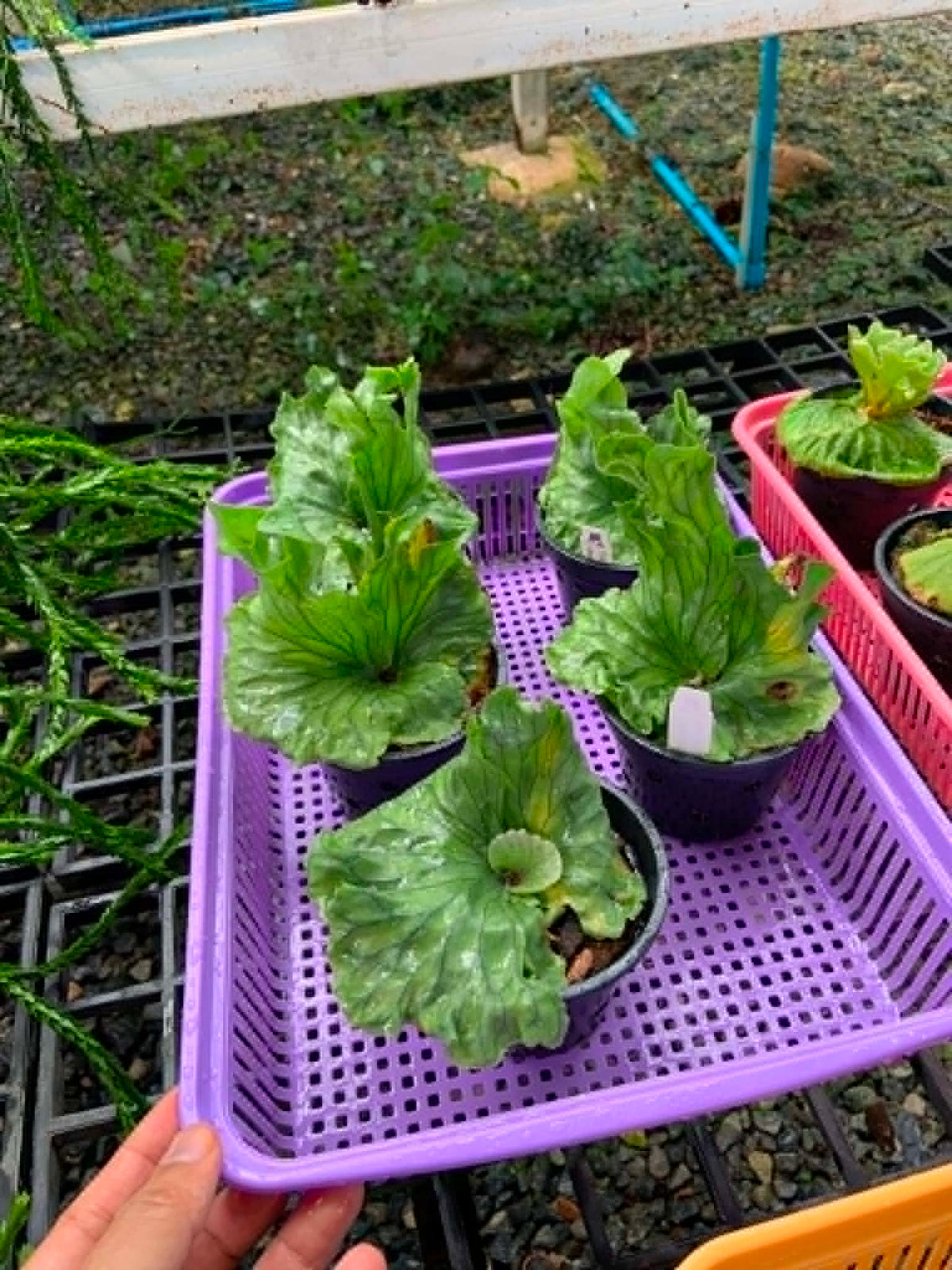 Platycerium Wandae Dwarf