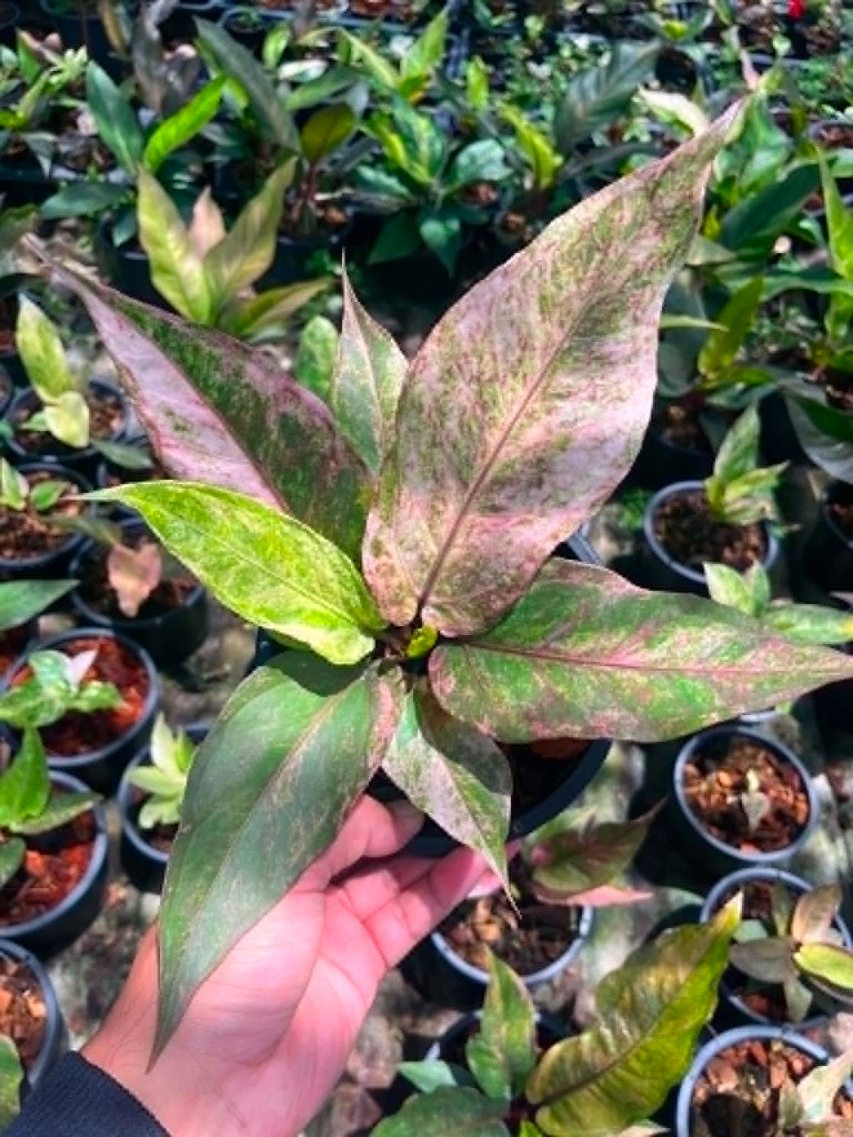 Anthurium Renaissance Variegated