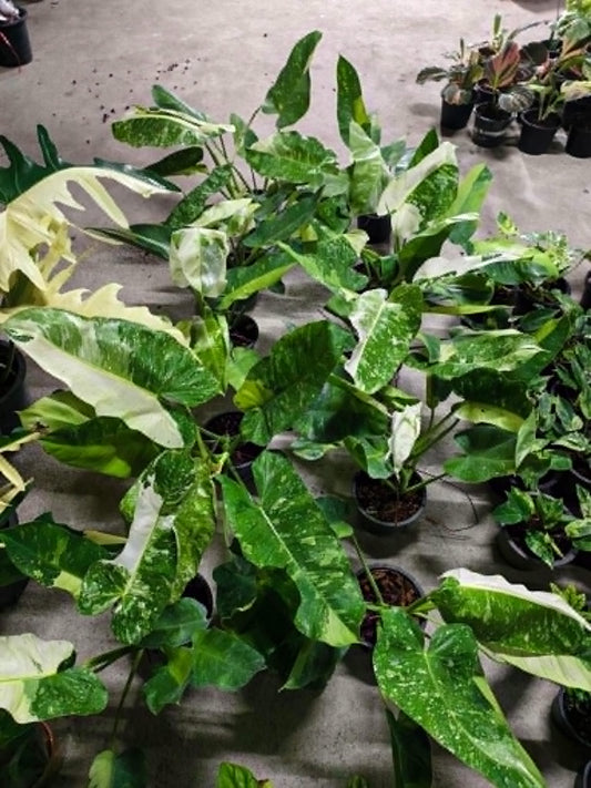 Philodendron Jose Buono