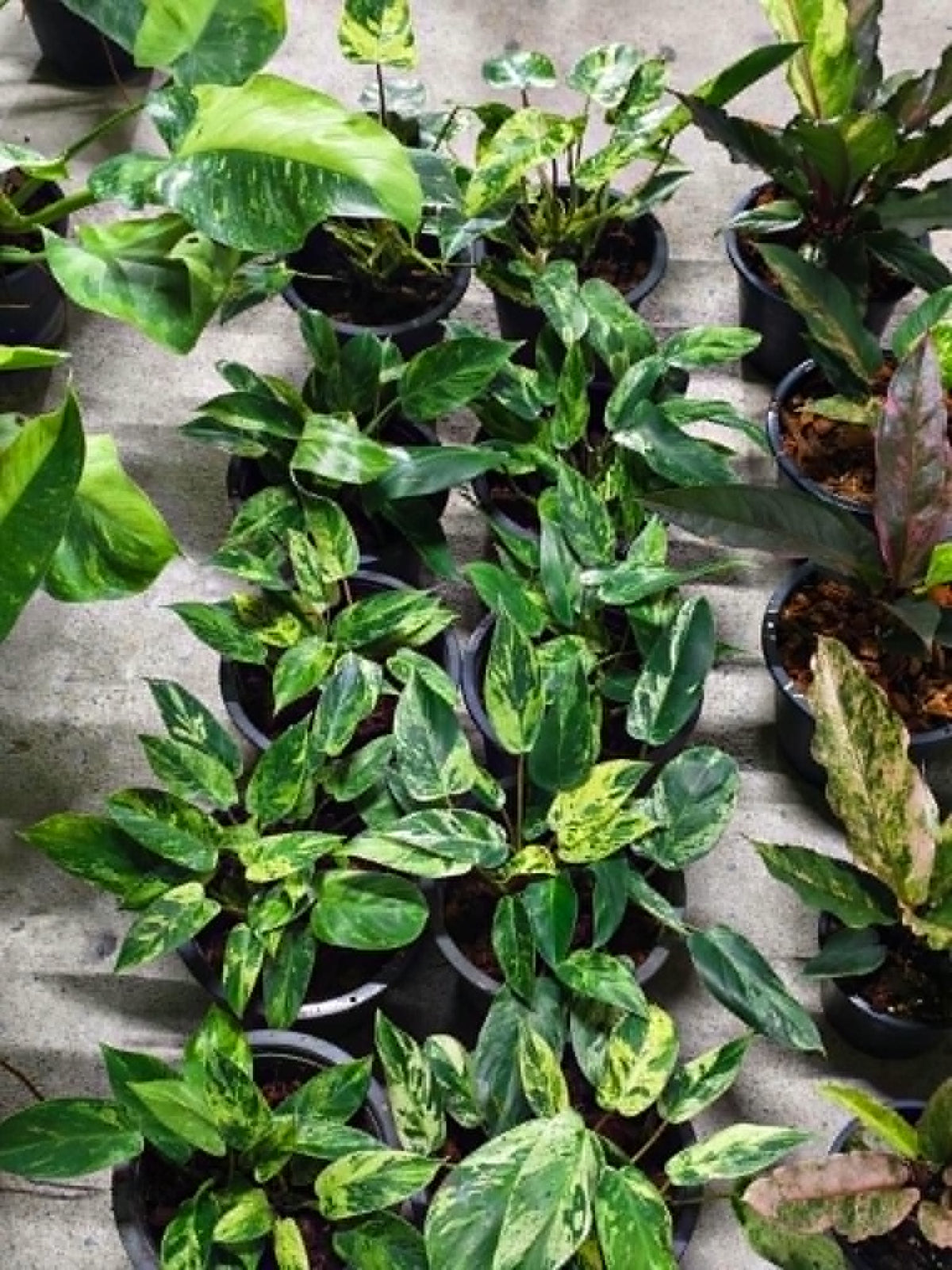 Philodendron Emerald Queen Variegated