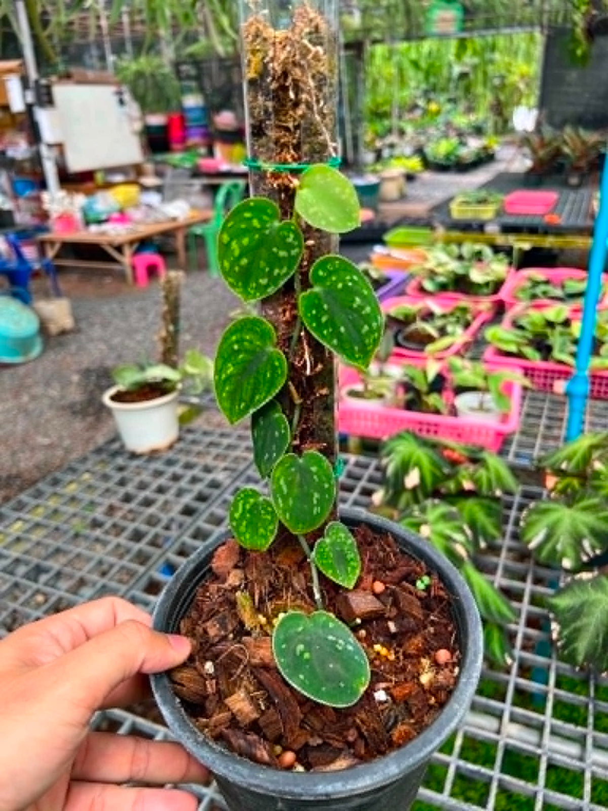 Scindapsus Big Size Pot 1
