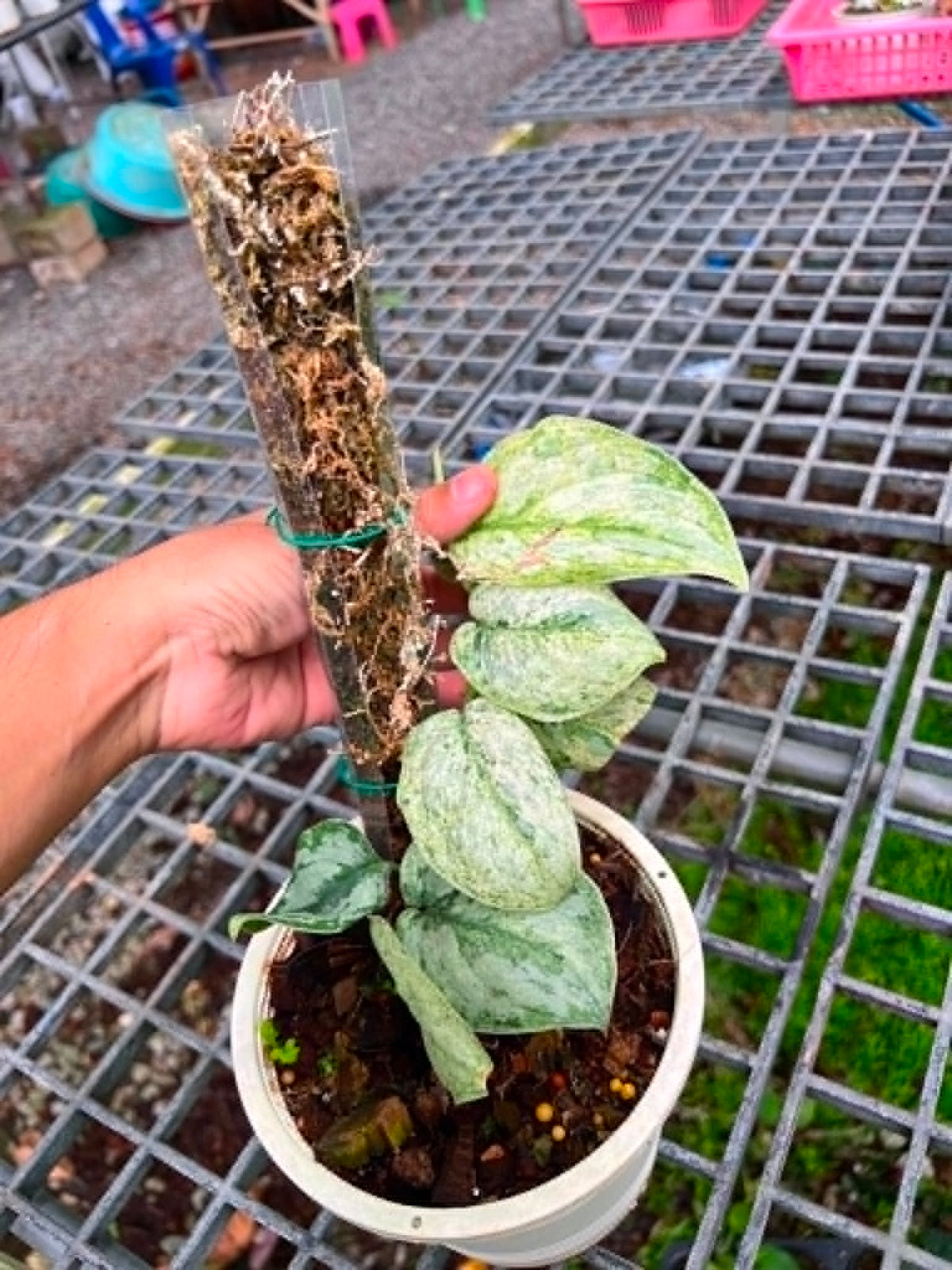 Scindapsus Big Size Pot 2