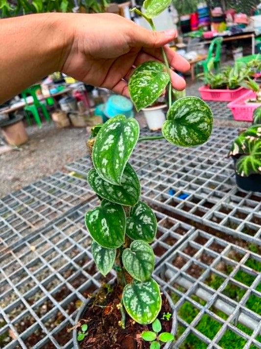 Scindapsus Big Size Pot 4