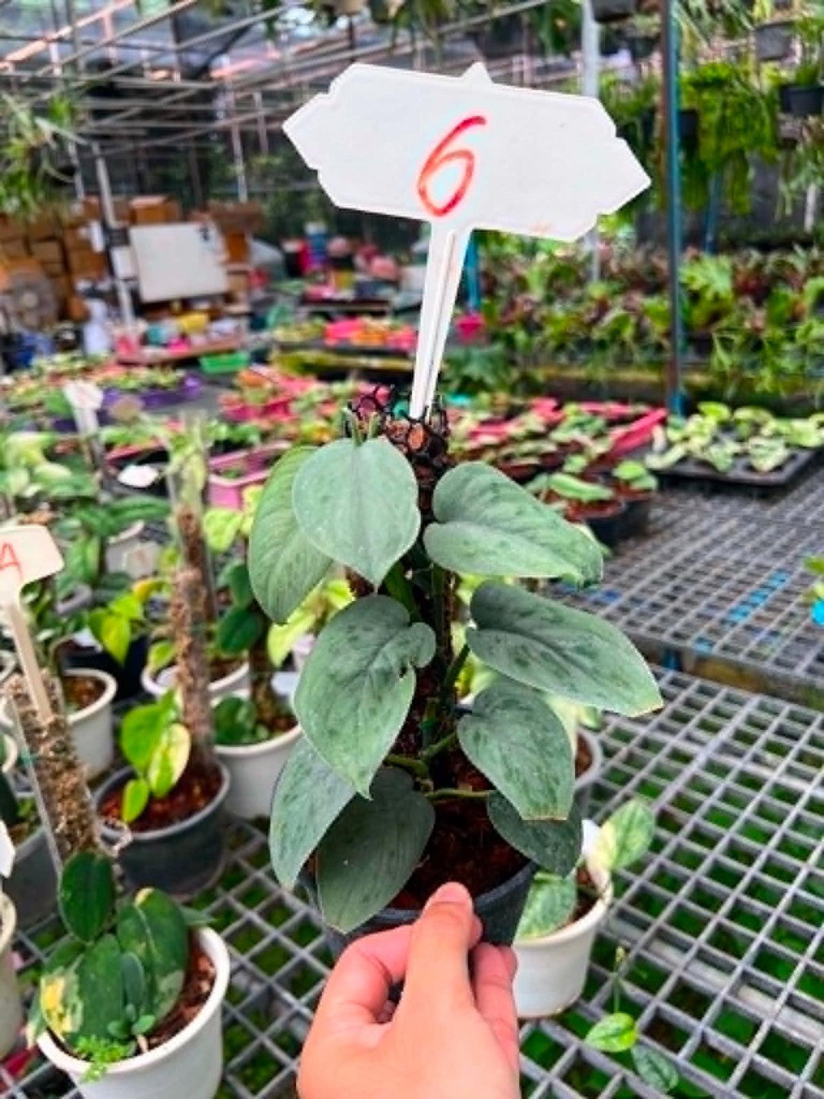 Scindapsus Big Size Pot 5