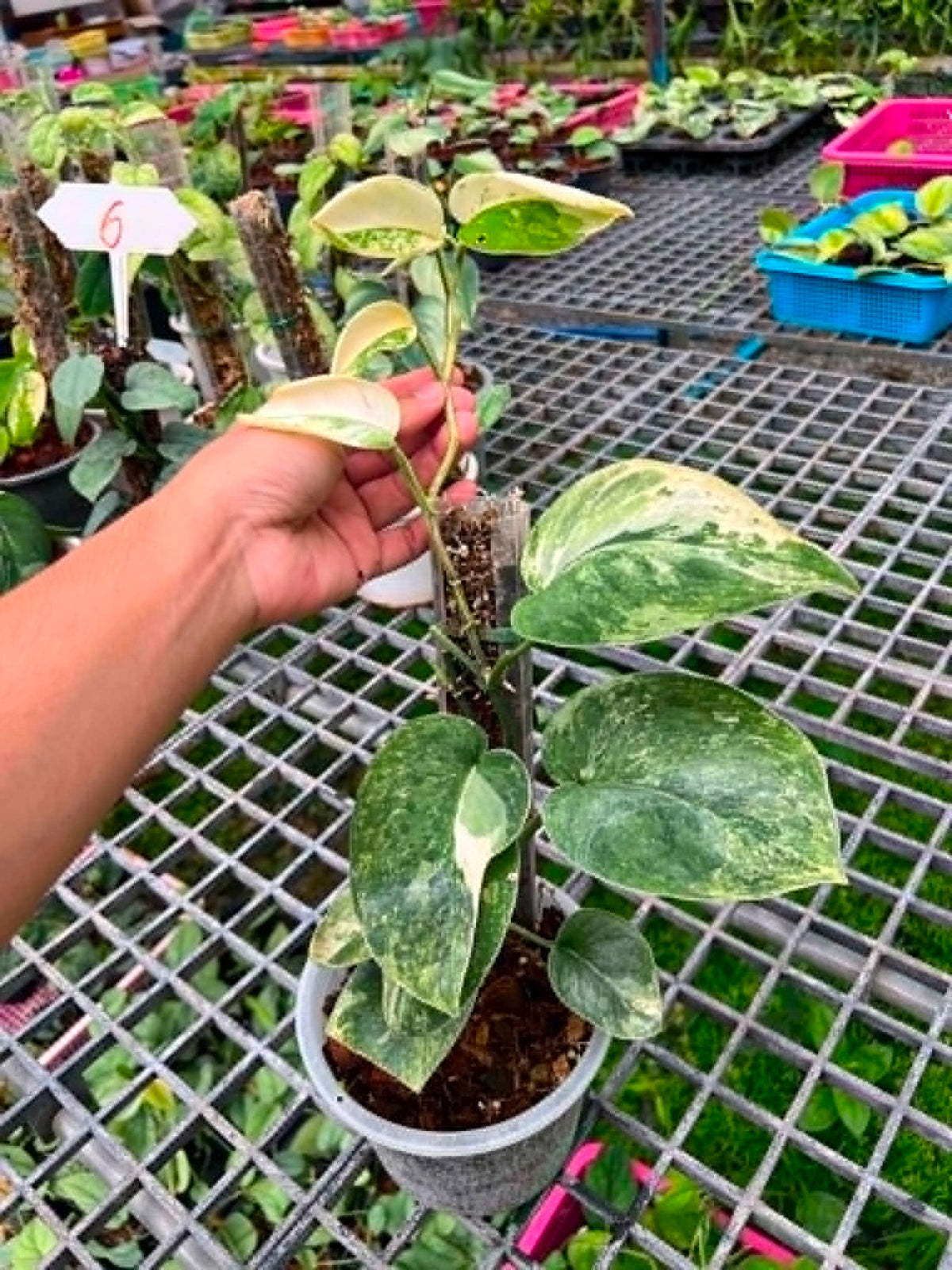 Scindapsus Big Size Pot 6