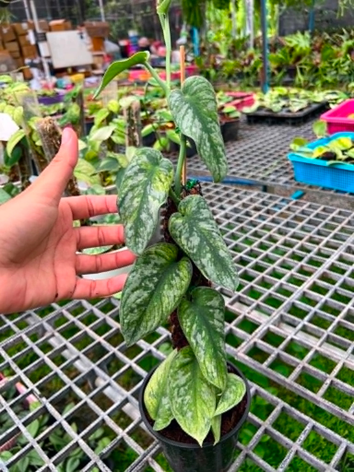 Scindapsus Big Size Pot 7