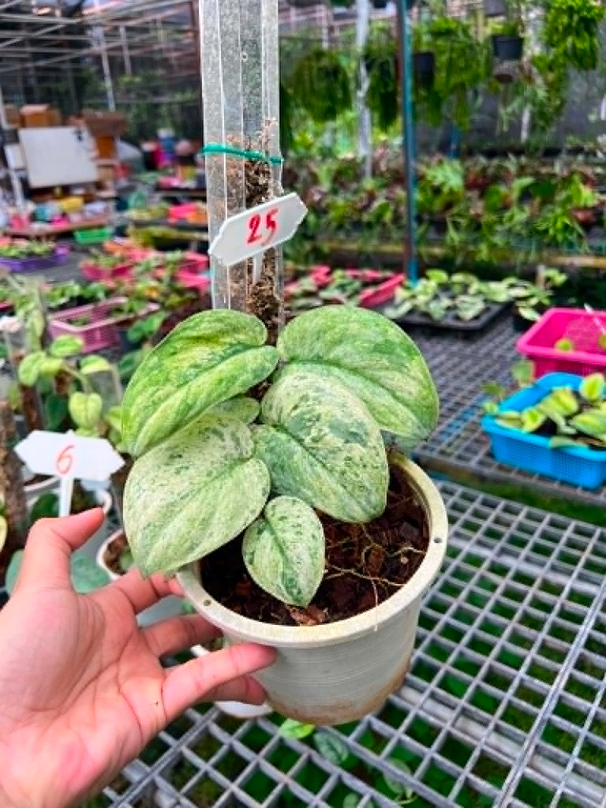 Scindapsus Big Size Pot 8