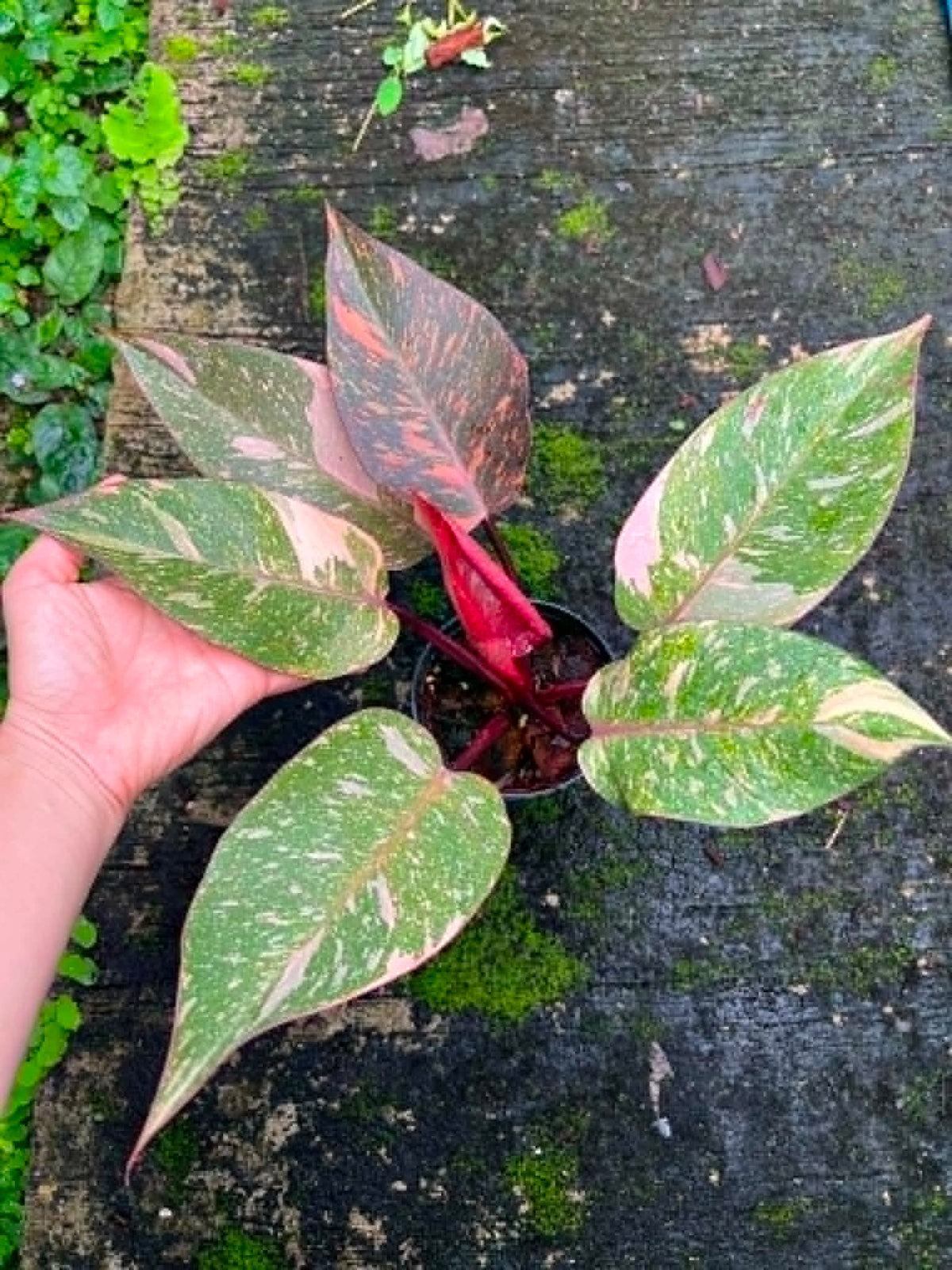 Philodendron Orange Princess