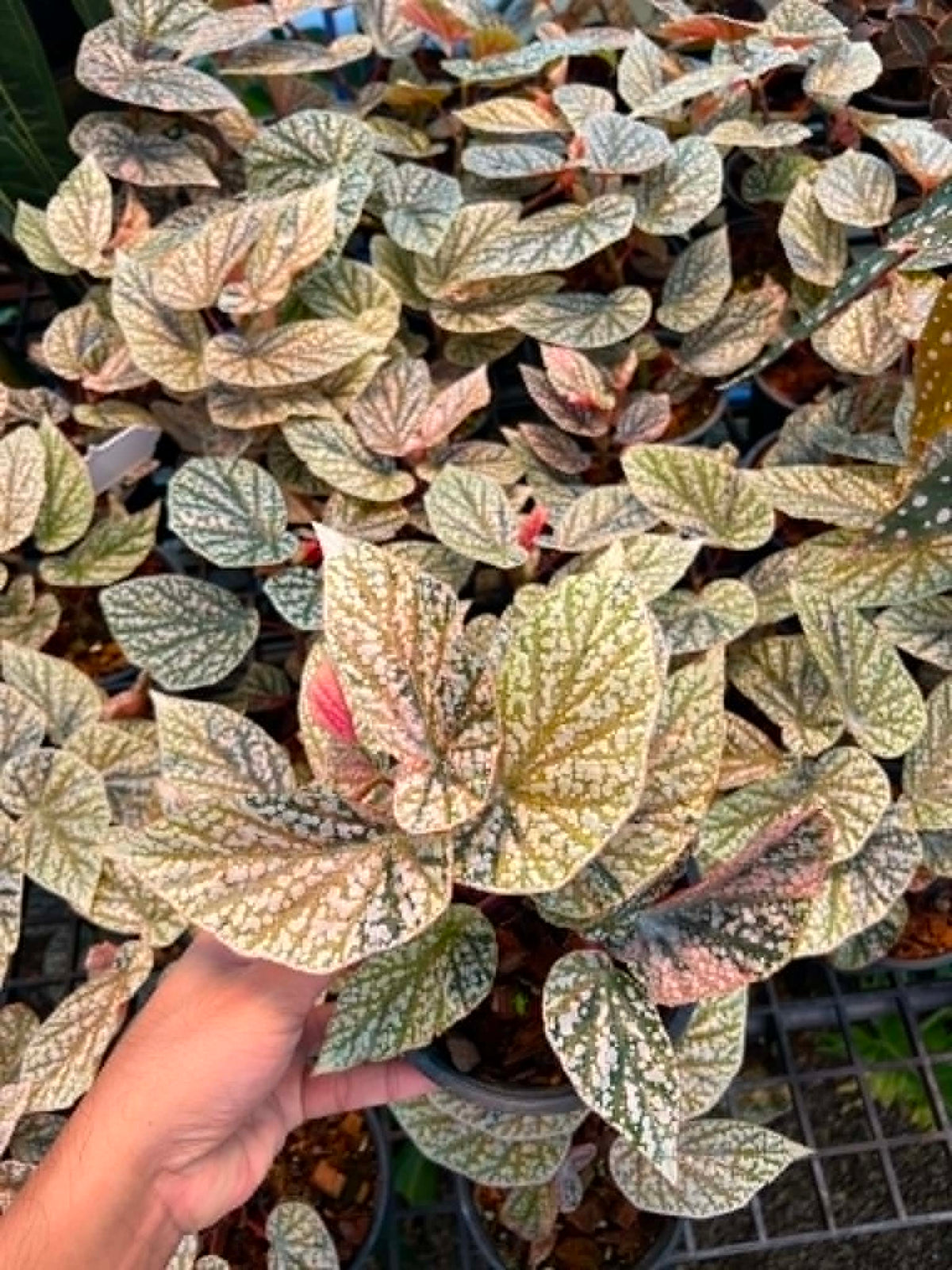 Begonia Snow Capped Small