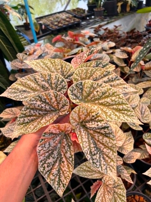 Begonia Snow Capped Bushy