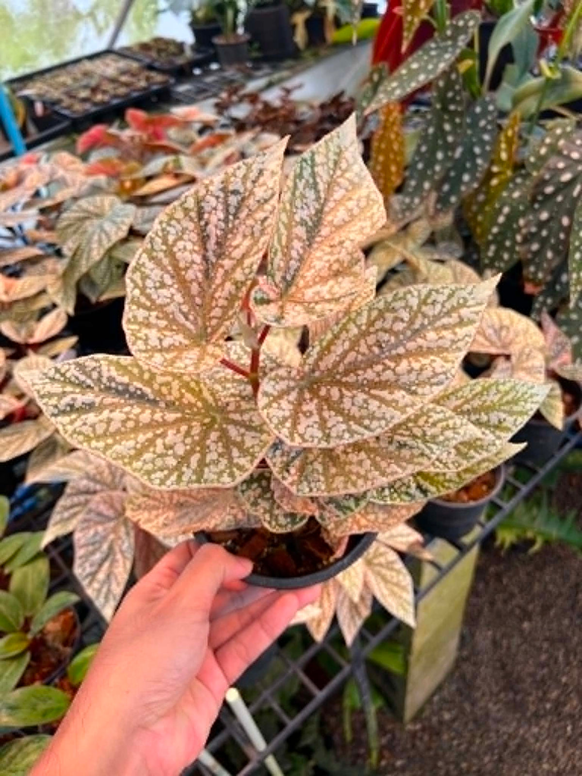 Begonia Snow Capped Bushy