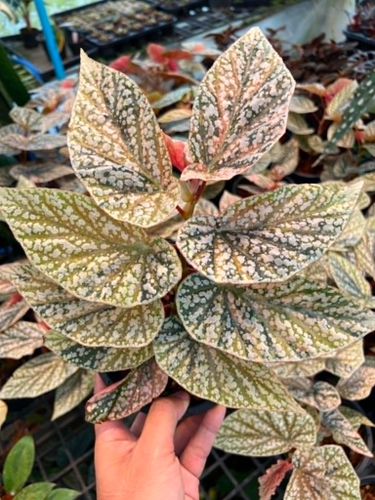 Begonia Snow Capped Bushy