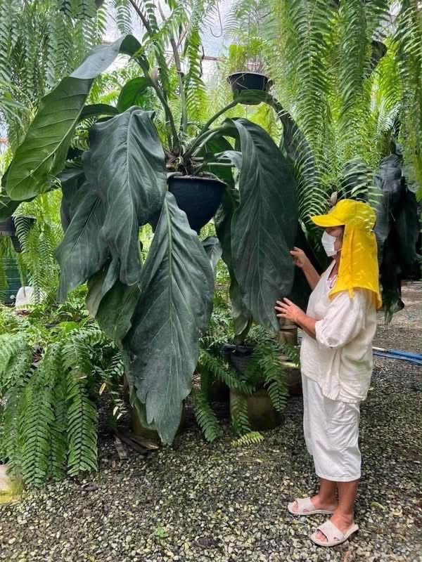 Anthurium Bigbill Small