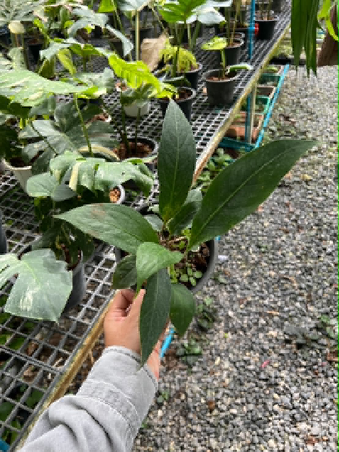 Anthurium Bigbill Small
