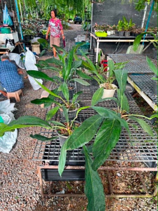 Anthurium Bigbill Medium