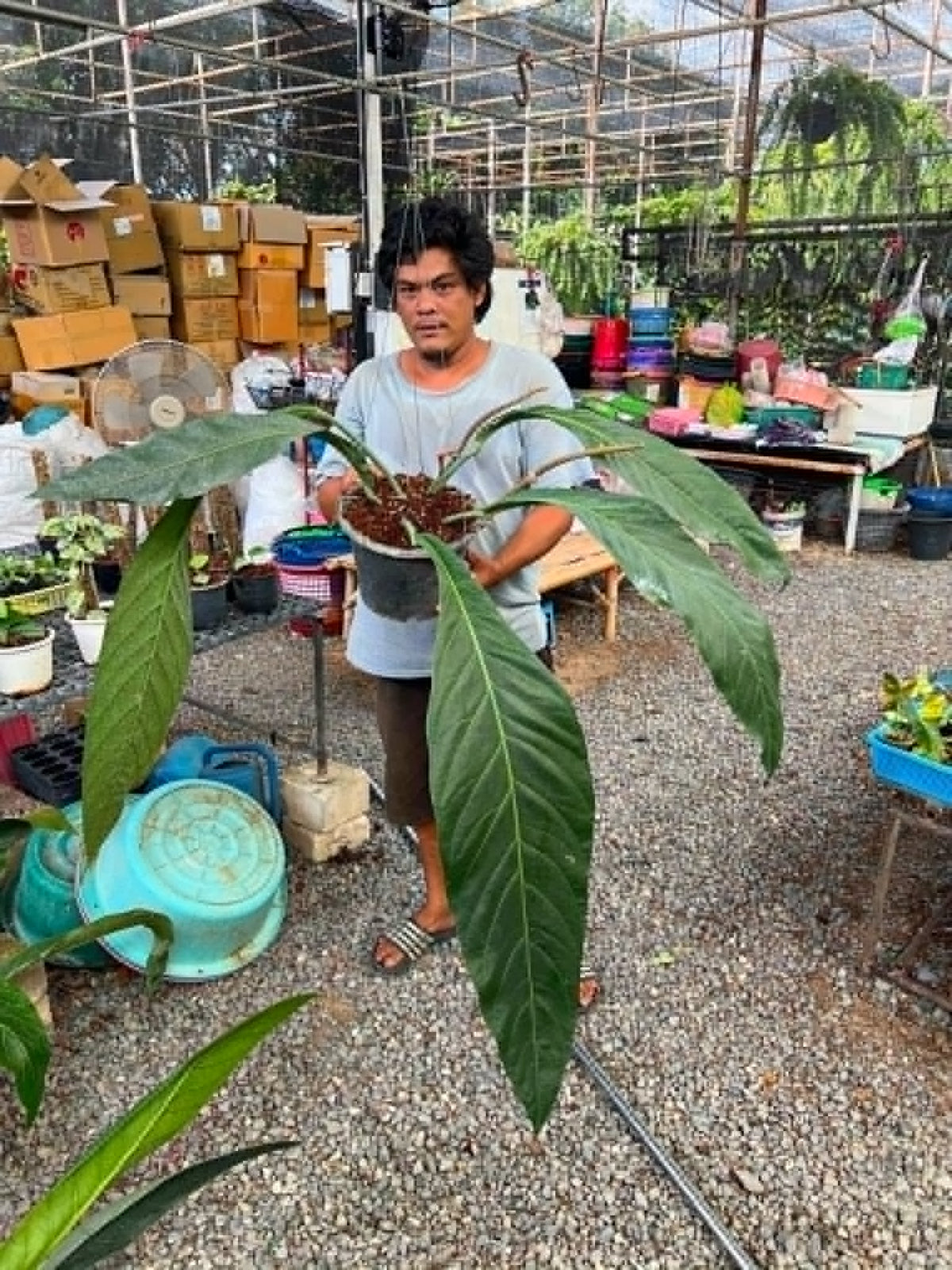 Anthurium Bigbill Medium Plus