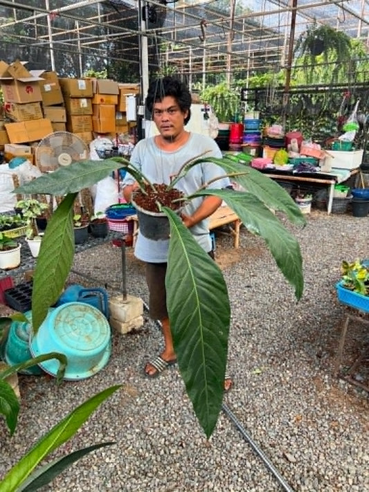 Anthurium Bigbill Medium Plus