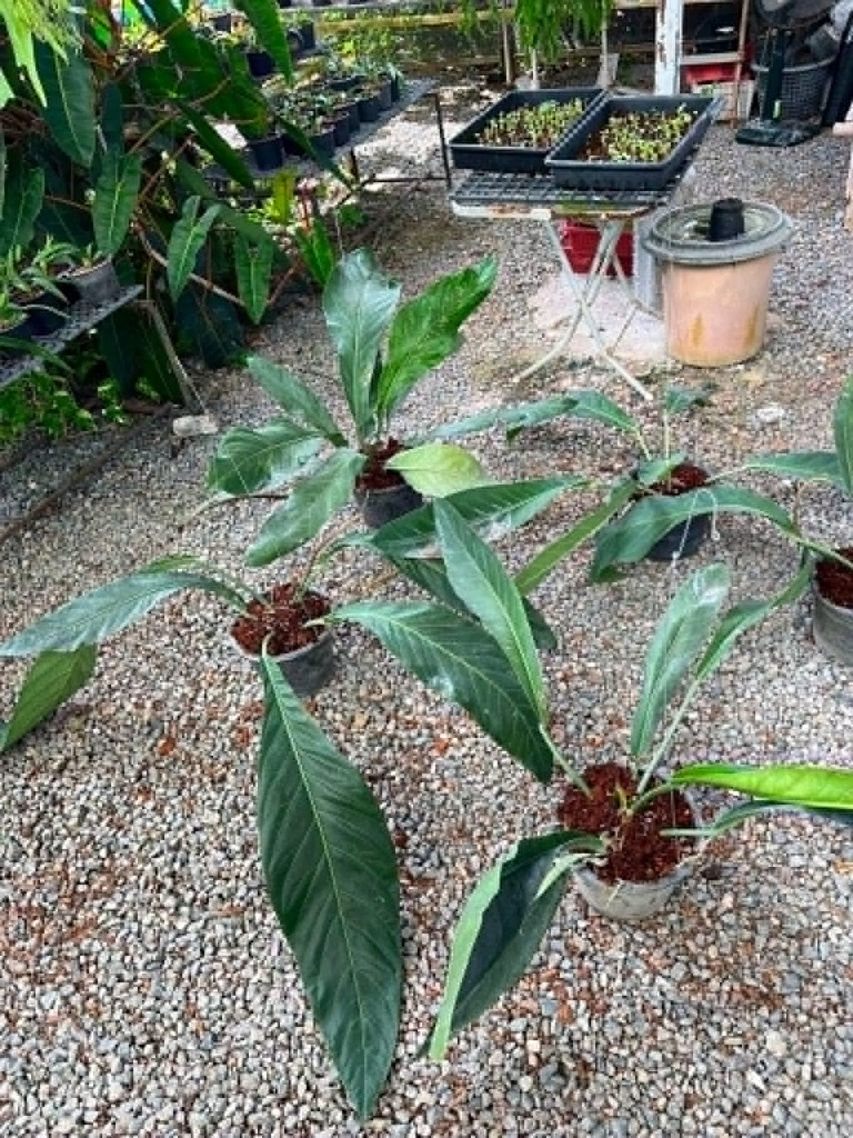 Anthurium Bigbill Medium Plus