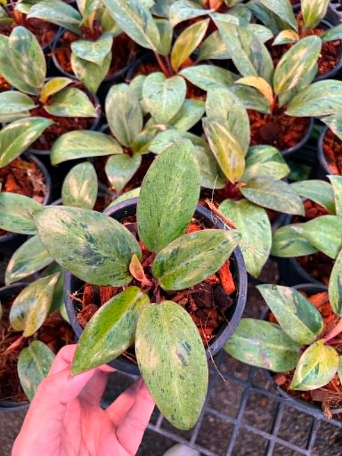 Philodendron Red Congo Dwarf