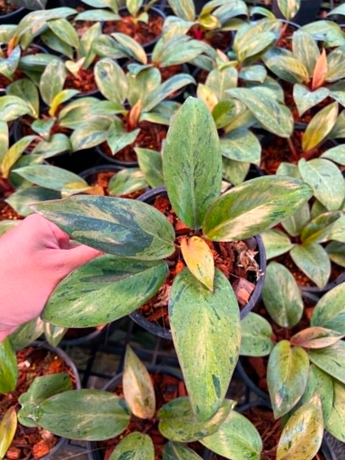 Philodendron Red Congo Dwarf