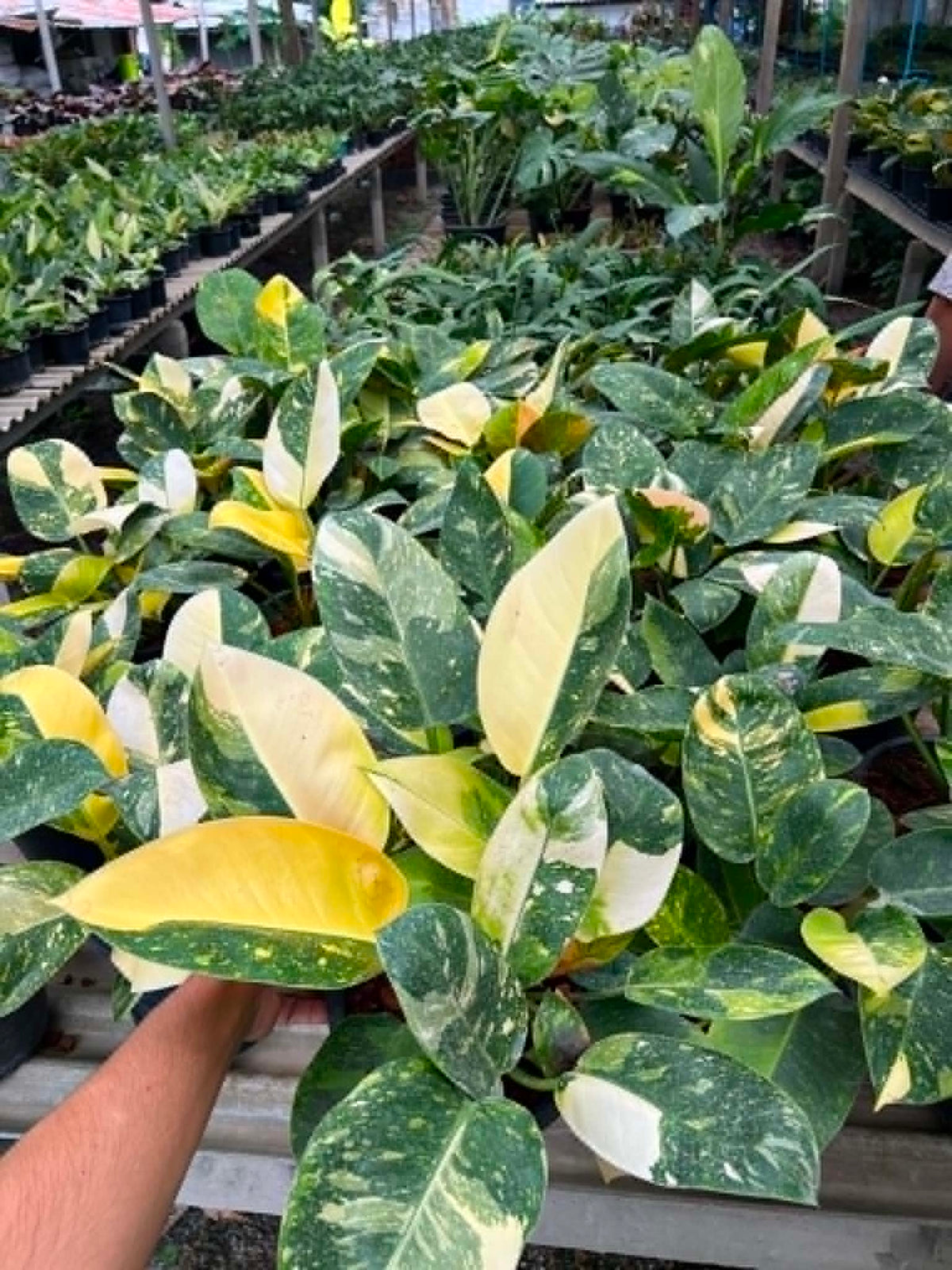 Philodendron Green Congo