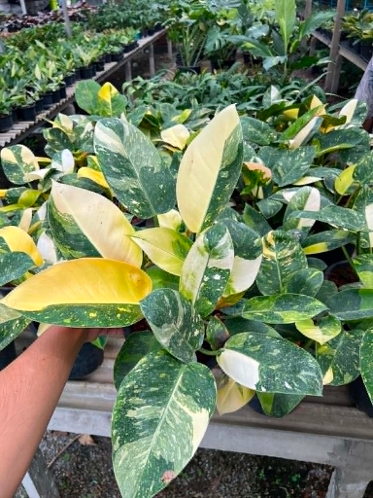 Philodendron Green Congo