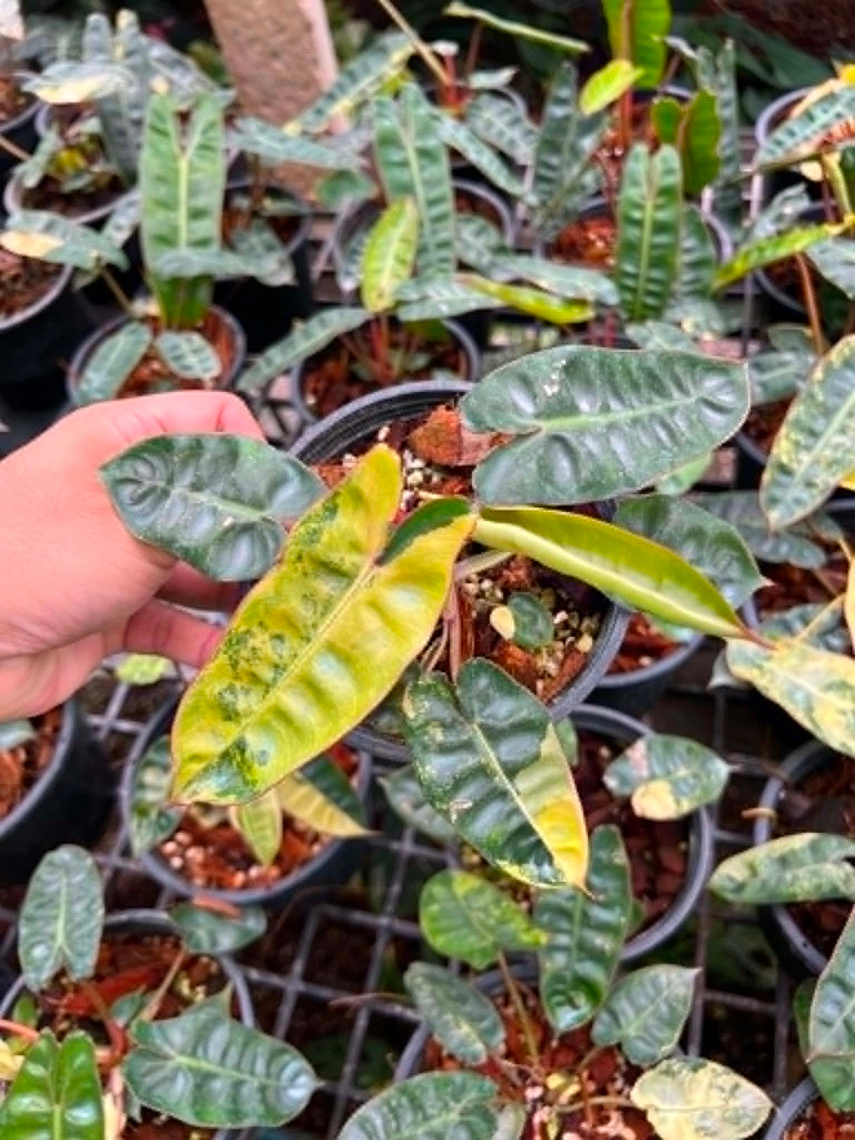 Philodendron Billietiae Variegated