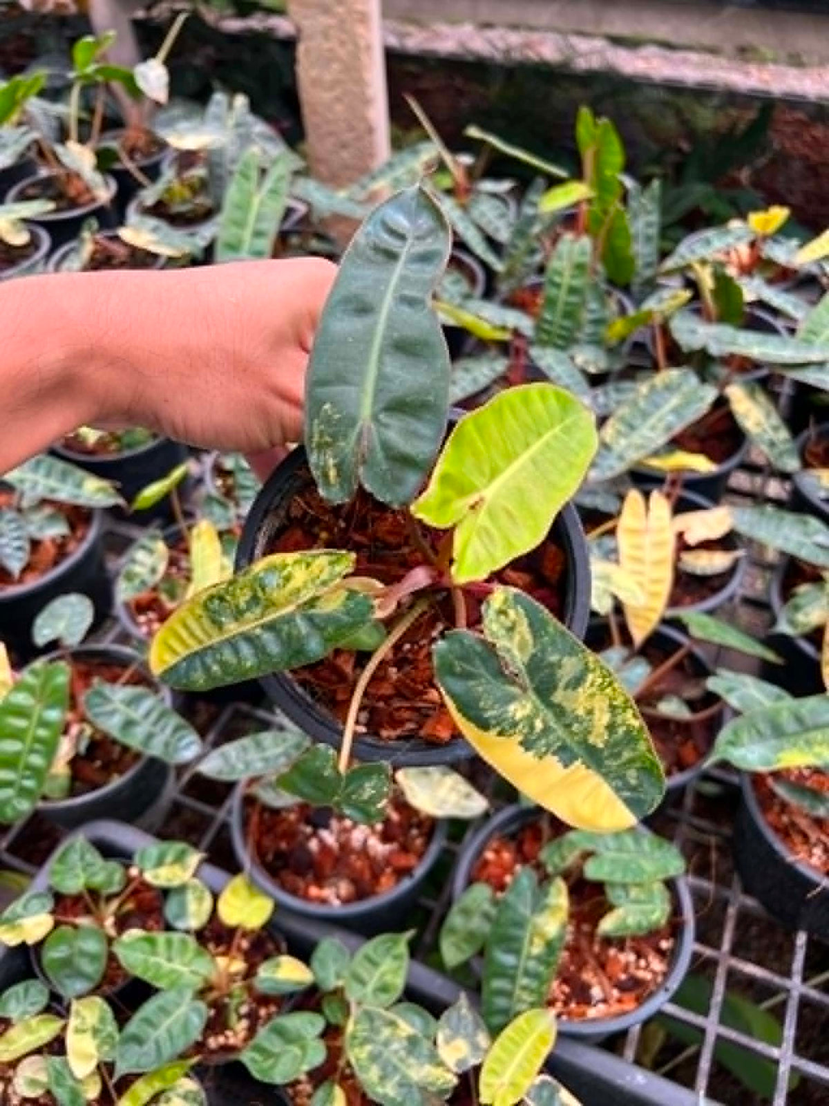 Philodendron Billietiae Variegated