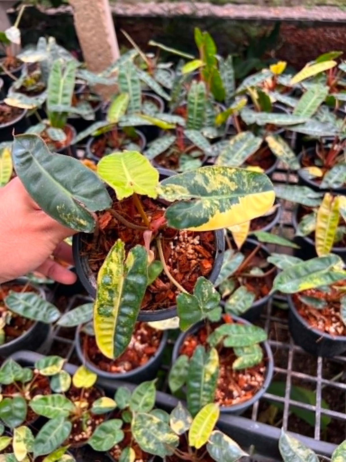 Philodendron Billietiae Variegated